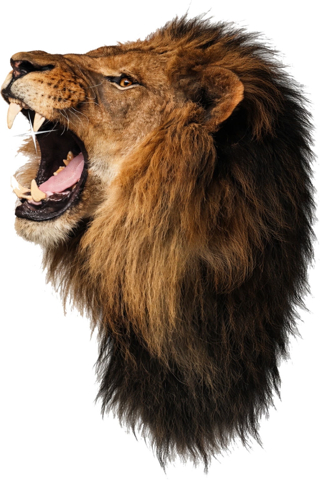 Lion Background